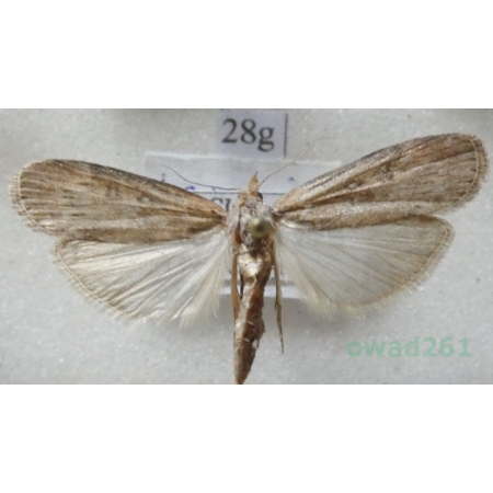 Lamoria anella (Denis & Schiffermüller, 1775) Greece28g